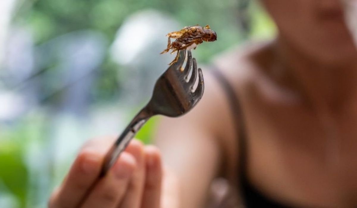 Lab-grown meat and insects 'good for planet and health'